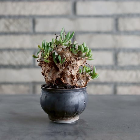 Tylecodon reticulate / 万物想 × 山山 特別共作鉢 (3号)  no.1019/19