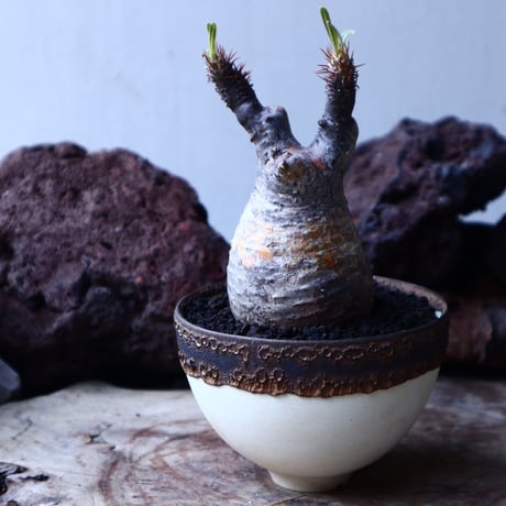 パキポディウム グラキリス   Pachypodium rosulatum var. gracilius no.22305