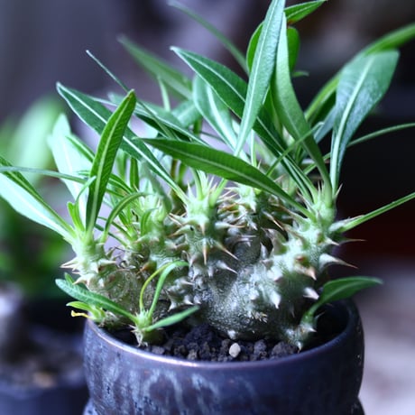 パキポディウム グラキリス  実生  Pachypodium rosulatum var. gracilius no.71913