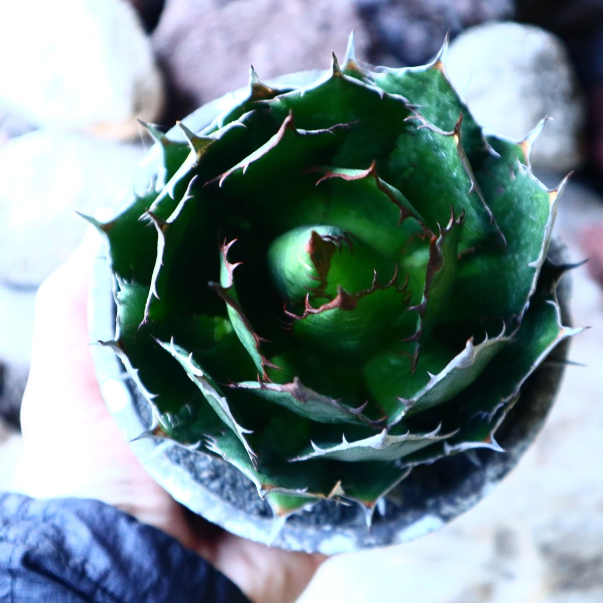 アガベ ホリダ Agave horrida no.32229 | 芽の巣山