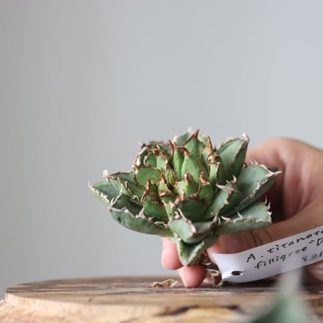 Agave titanota filigree Devil/ Style of Chika　no.42119