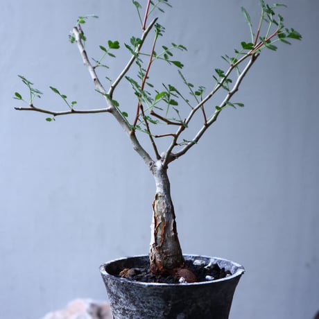 パキコルムス ディスカラー  (象の木)    Pachycormus discolor  no.102713
