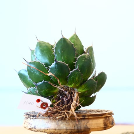 Agave horrida / Style of Chika   no.1015/49