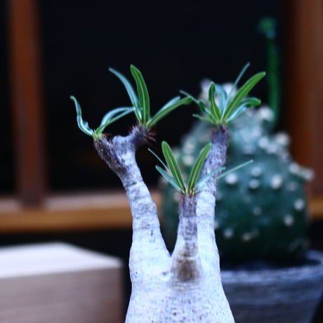 パキポディウム  グラキリス／Pachypodium  gracilius     no.100328