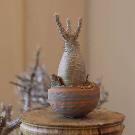 Pachypodium gracilius × N/OH  no.119-6