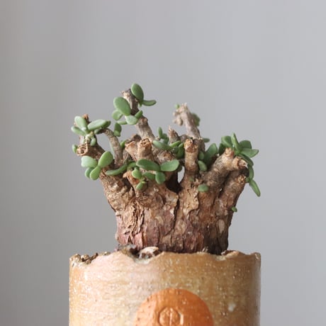 Ceraria pygmaea × N/OH (2.5号鉢)  no.420-51