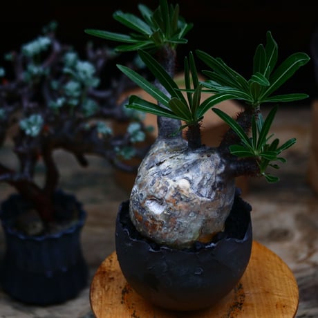 パキポディウム  グラキリス／Pachypodium  gracilius       no.91908