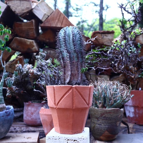 ユーフォルビア  ホリダ     Euphorbia  horrida     no.42509