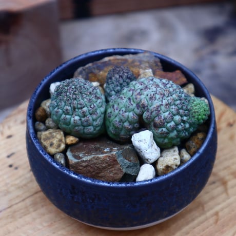 ラリレアキア カクティフォルメ  仏頭玉 3ヘッド／Larryleachia cactiformis　 no.53018