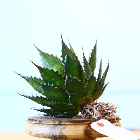 Agave horrida / Style of Chika   no.1015/68
