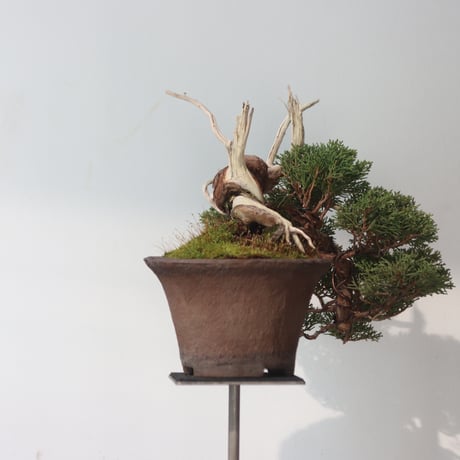 真柏 / YOSHIZAWA3-SHOHINBONSAI   no.223-51