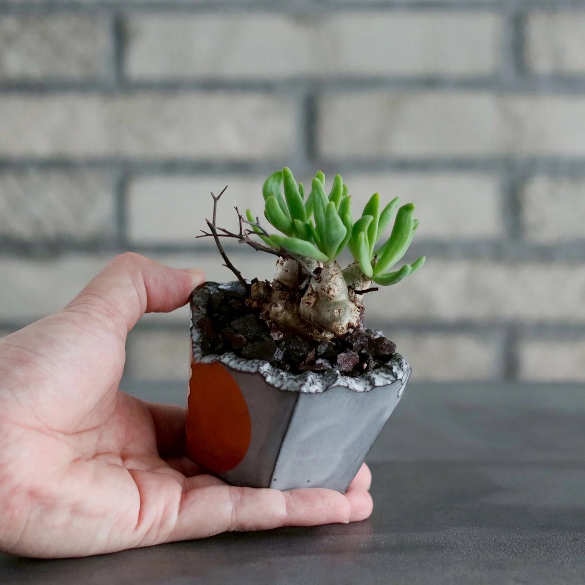 Tylecodon reticulate / 万物想 × N/OH (2.5号) no.10