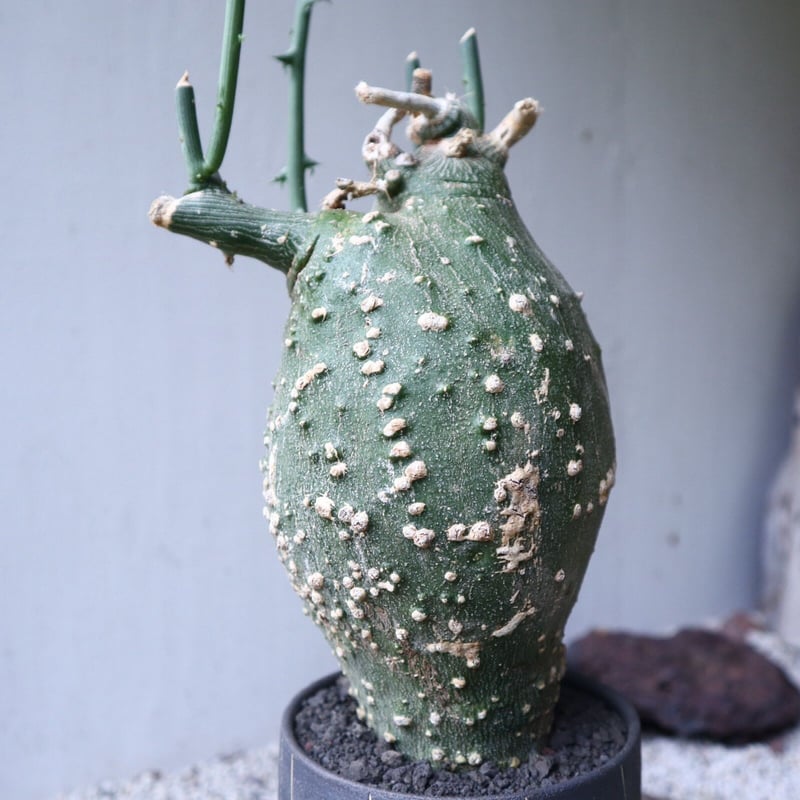 アデニア グロボーサ Adenia globosa no.112414