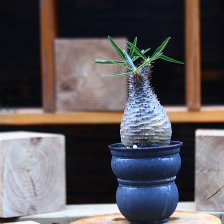 パキポディウム  グラキリス／Pachypodium  gracilius       no.82223
