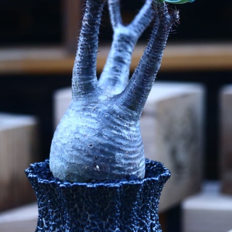 パキポディウム  グラキリス ／Pachypodium  gracilius     no.103150