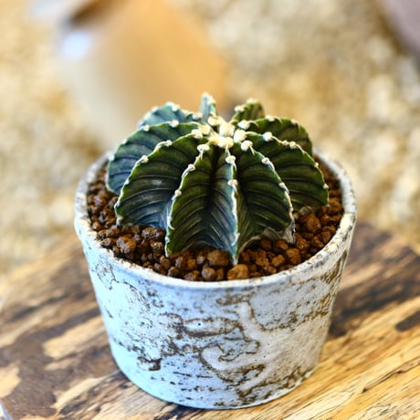 たけろうポット × Gymnocalycium friedrichii LB2178   no.41429