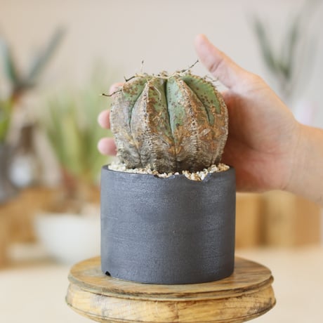 Euphorbia meloformis × N/OH (4号)  no.1214/47