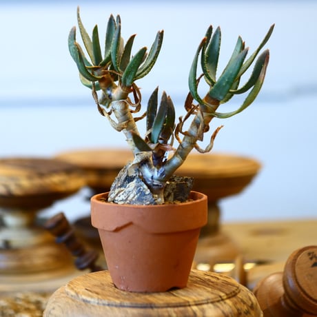 Aloe ramosissima × YAMABACHI   no.31018