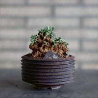 たけろうポット/ チギリ / スミ / LL たけろうポット/ チギリ / スミ / LL no.623-74 | 芽の巣山