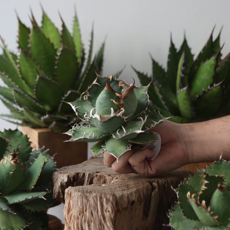 【上澳園芸】 アガベ チタノタ 実生株 無名 特選有望株 上澳園芸】 アガベ チタノタ 実生株 無名 特選有望株 上澳園芸