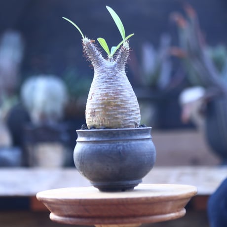 パキポディウム  グラキリス   Pachypodium  gracilius       no.22825