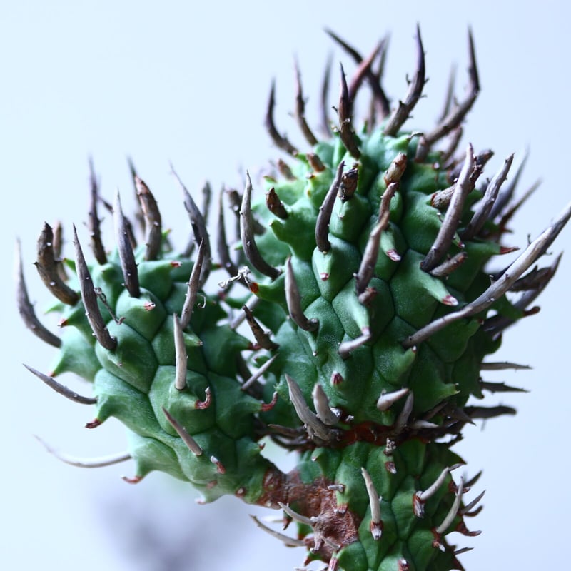 ユーフォルビア スコエンランディ 闘牛角 Euphorbia schoenlandii n