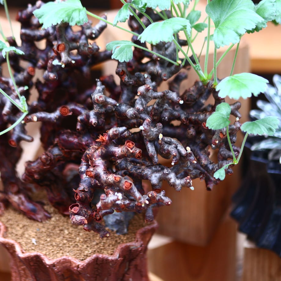 622c0ecda861133b07f97d4c