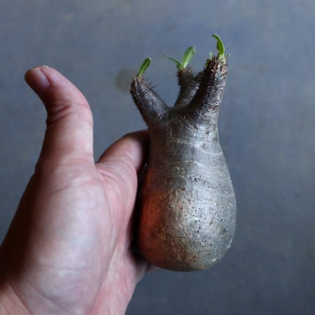 パキポディウム グラキリス   Pachypodium rosulatum var. gracilius no.110323