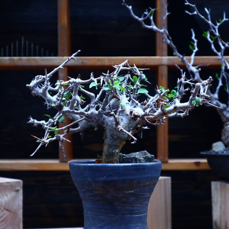 コミフォラ  ワイティ／Commiphora wightii   no.53046