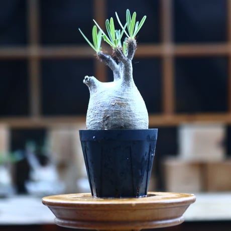 パキポディウム  グラキリス ／Pachypodium  gracilius     no.101737