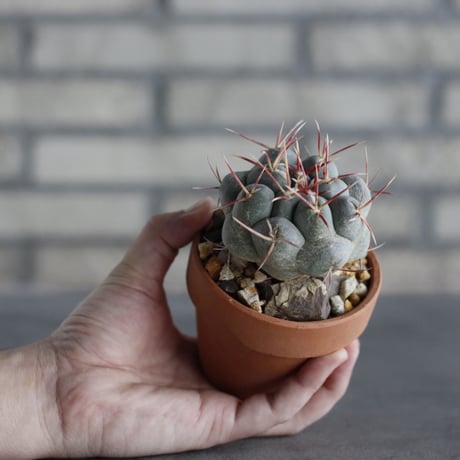 Thelocactus hexaedrophorus v. fossulatus (緋冠竜) × YAMABACHI (3号)  no.614/10
