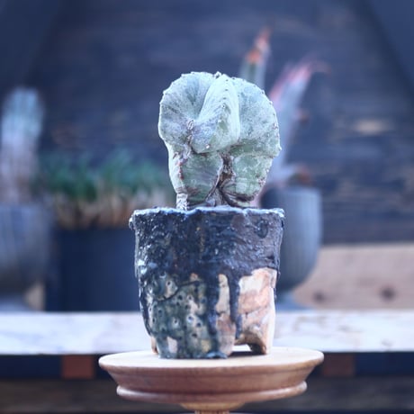 アストロフィツム    ランポー玉     Astrophytum  myriostigma     no.21410