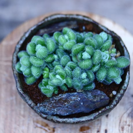 セダム  モシニアナム (新ヒントニー)／Sedum mocinianum   no.10933
