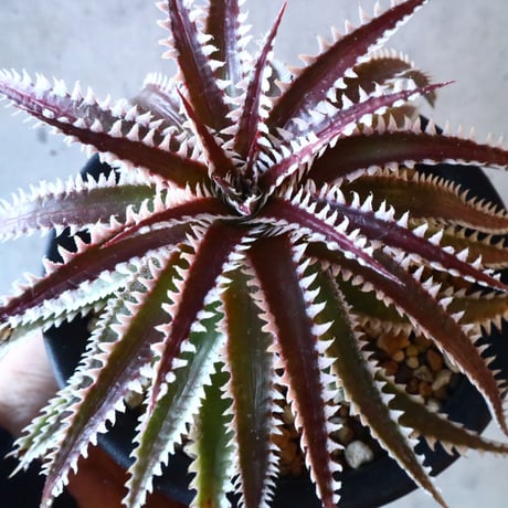 Dyckia ‘Snaggle Tooth’ F2(small clone)     005