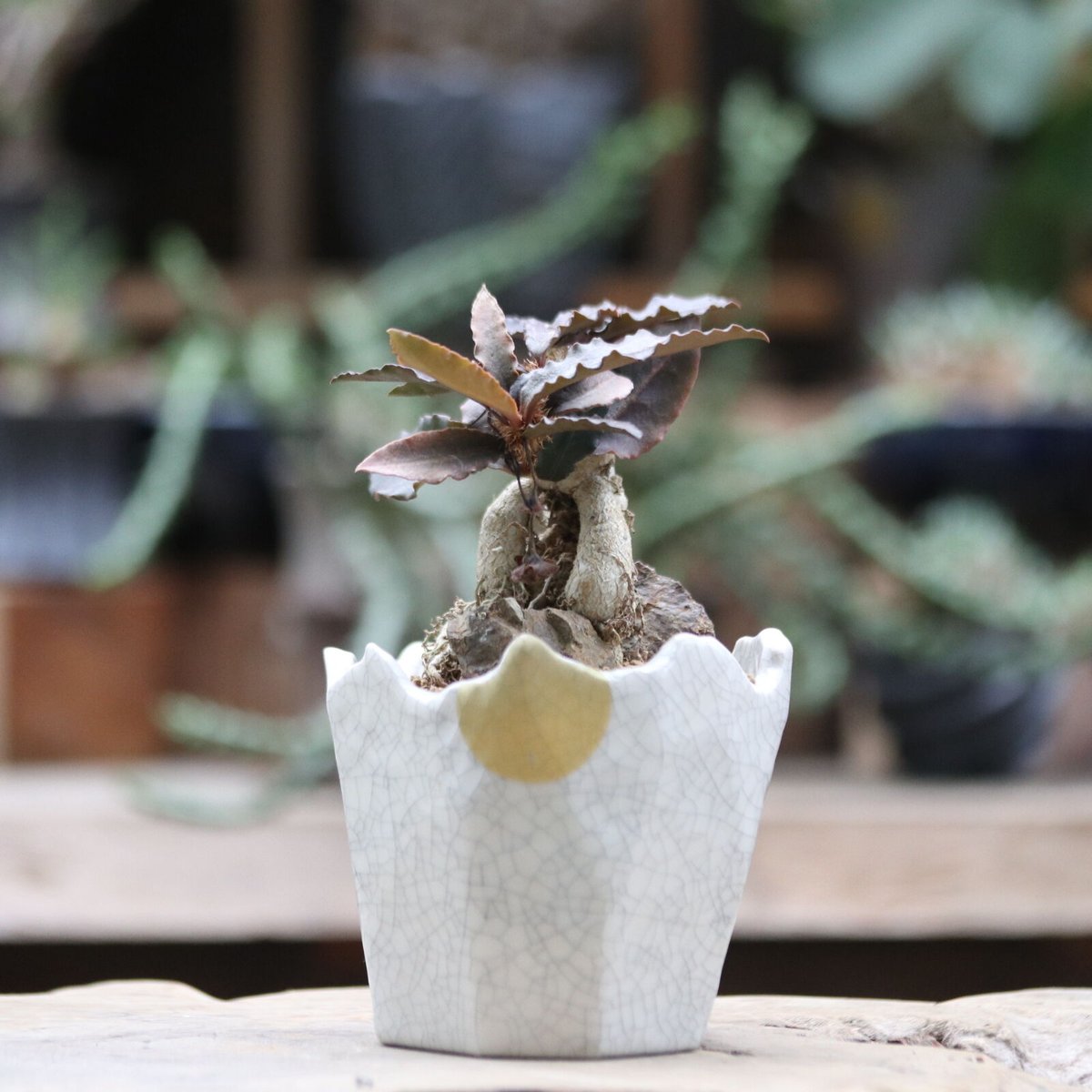 ユーフォルビア フランコイシー/Euphorbia francoisii no.1009 ユーフォルビア フランコイシー/Euphorbia francoisii no.1009