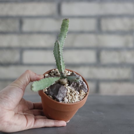 Euphorbia opuntioides (オプンチオイデス) / Angola / T.W. × YAMABACHI (3号) no.329/18