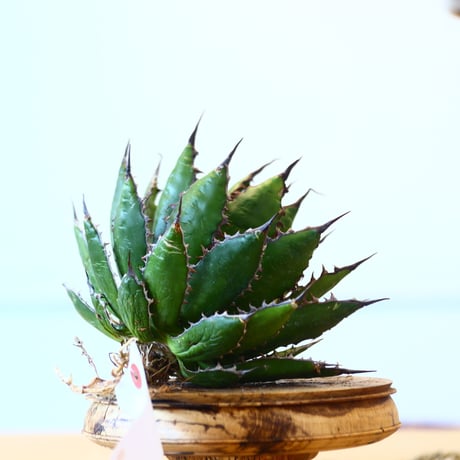Agave horrida / Style of Chika   no.1015/69