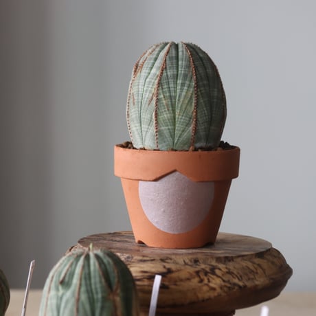 Euphorbia obesa × YAMABACHI var. N/OH  no.905-22