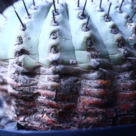 コピアポア 黒王丸 　Copiapoa cinerea　    no.42677