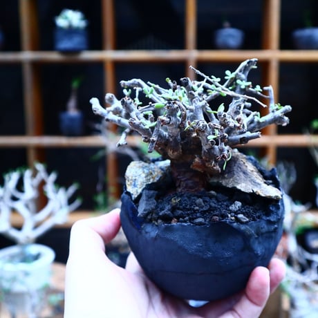 namaquensis | STORES