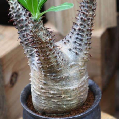 パキポディウム  マカイエンセ／Pachypodium Makayense    no.82808