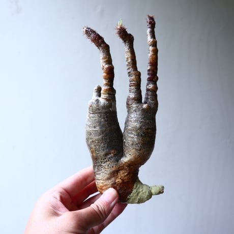 パキポディウム グラキリス 2頭 Pachypodium rosulatum var. gracilius no.70710