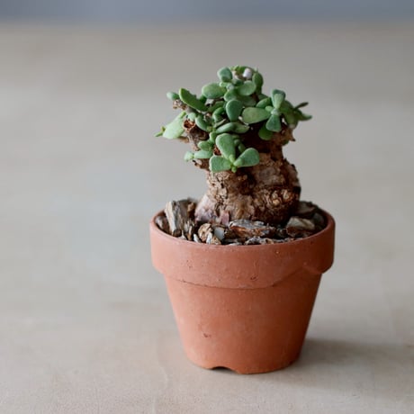 Ceraria pygmaea × YAMABACHI (3号)   no.104/40