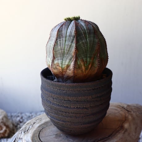 ユーフォルビア  オベサ ♀    Euphorbia obesa   no.40717