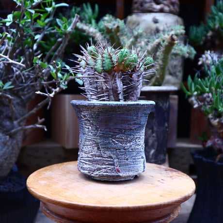 ユーフォルビア フェロックス hyb.／Euphorbia ferox hyb.   no.60621