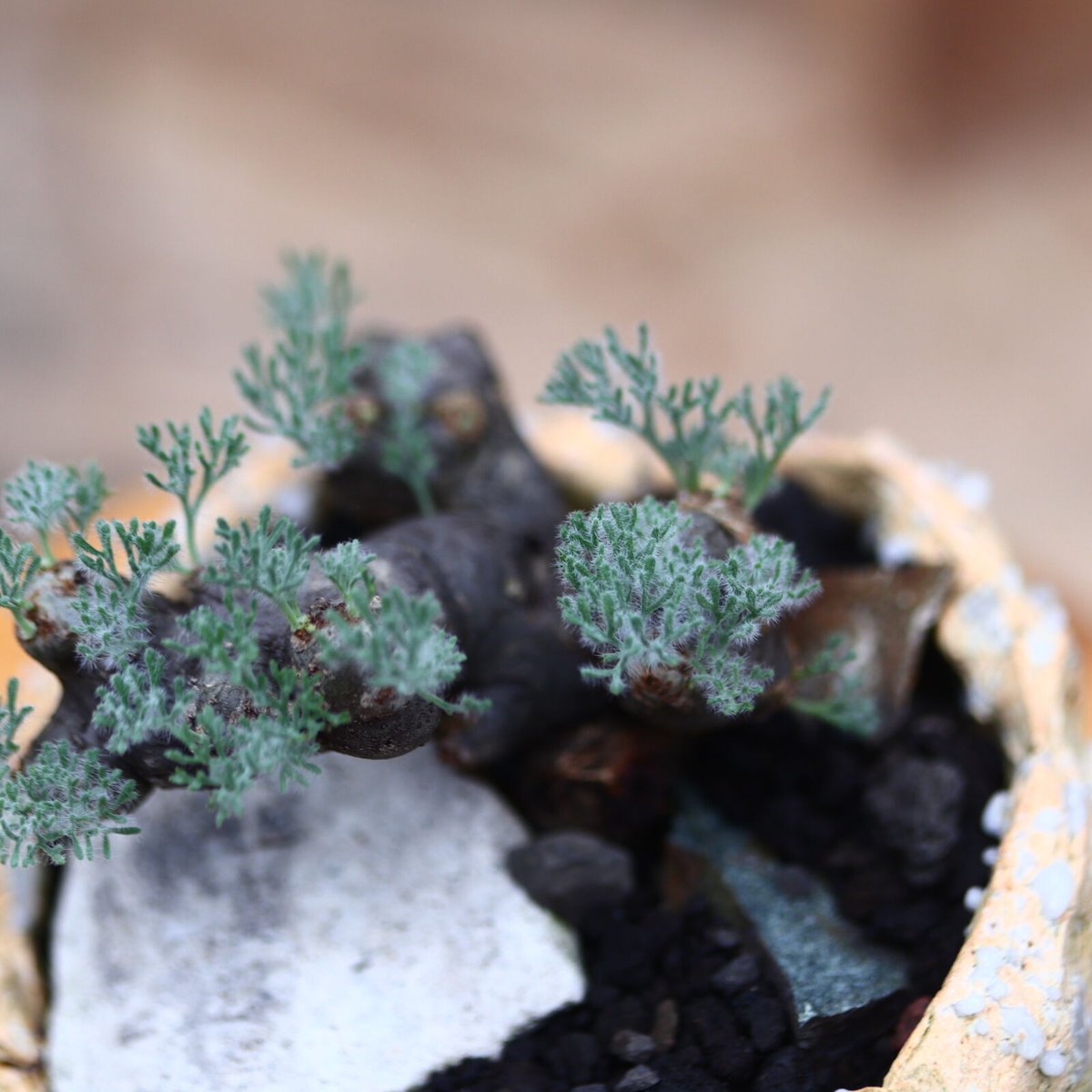 サルコカウロン ムルチフィズム／Sarcocaulon multifidum no.91