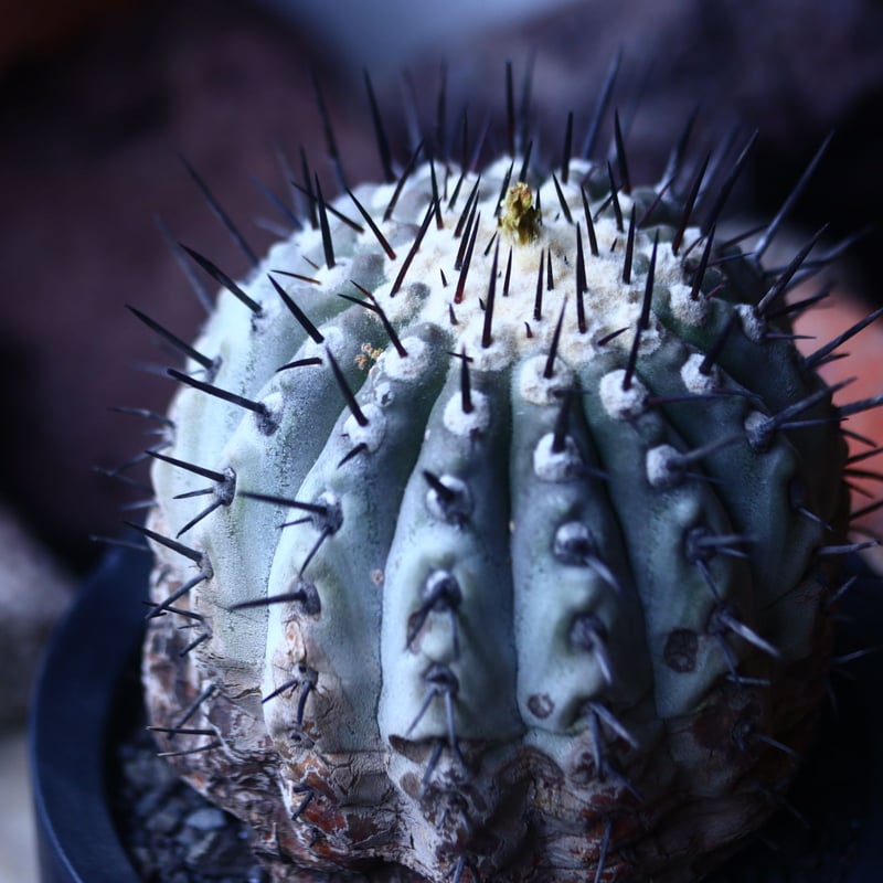 コピアポア 黒王丸 Copiapoa cinerea no.42673 | 芽の巣山 コピアポア 黒王丸 Copiapoa cinerea no.42673 | 芽の巣山