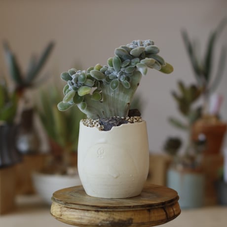 パキポディウム | STORES