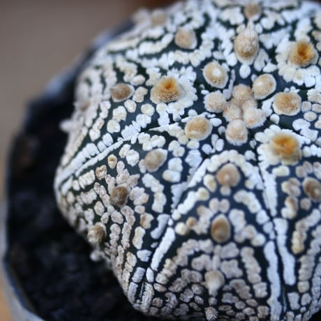 アストロフィツム   スーパー兜／Astrophytum asterias 'Super Kabuto'   no.121239