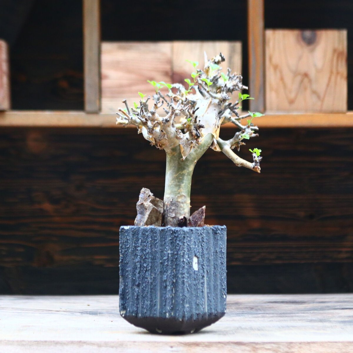 コミフォラ ストックシアナ / Commiphora stocksiana / 発根済み コミフォラ ストックシアナ / Commiphora stocksiana / 発根済み